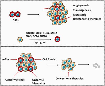 Cancer Stem Cells and Immunosuppressive Microenvironment in Glioma